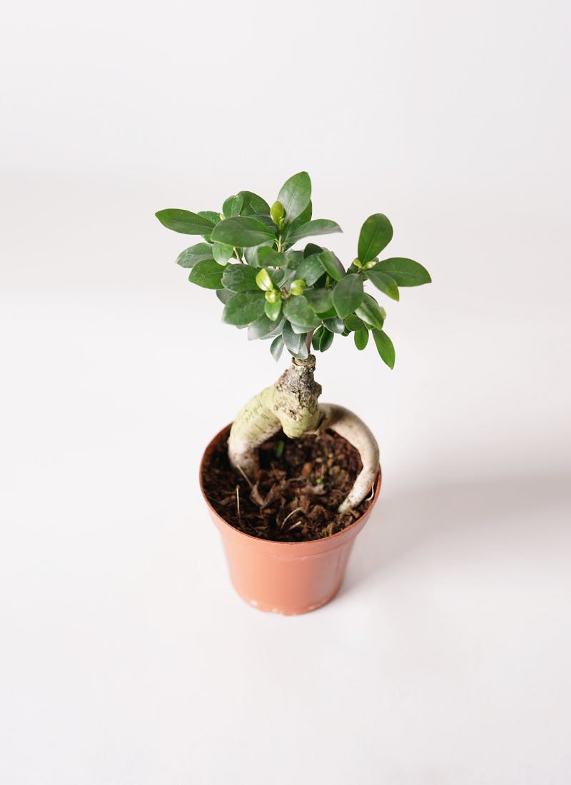 観葉植物 ガジュマル 4号 プラスチック鉢 | 観葉植物ならHitoHana(ひと