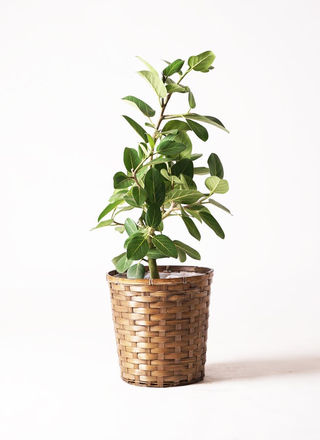フィカス ベンガレンシス 7号 | 観葉植物 | 送料無料でお届け