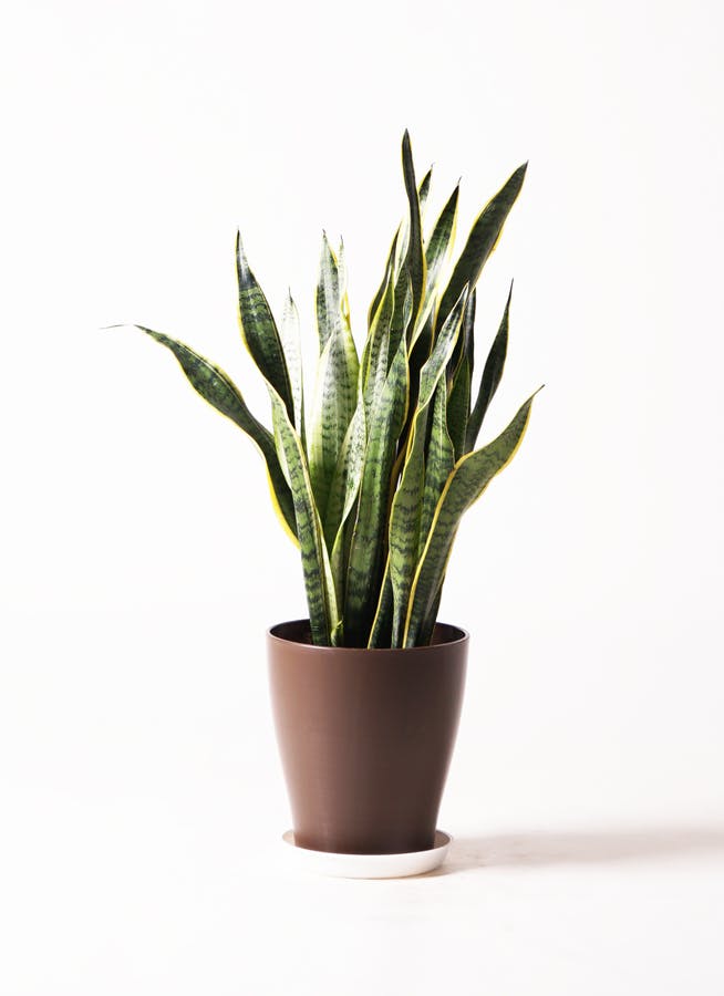 観葉植物 サンスベリア 8号 トラノオ アートストーン トールラウンド