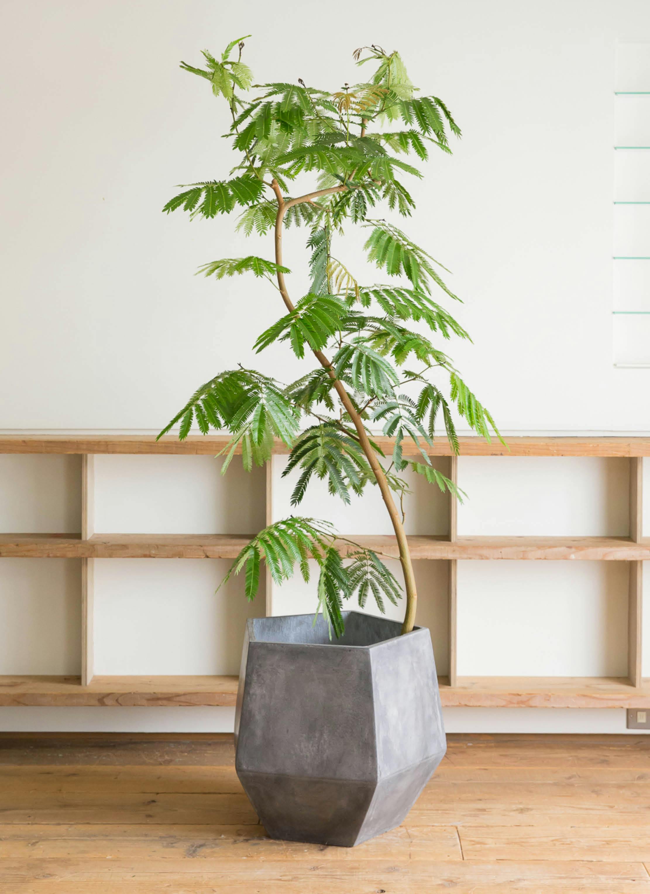 観葉植物 エバーフレッシュ 10号 曲り ファイバークレイGray 付き