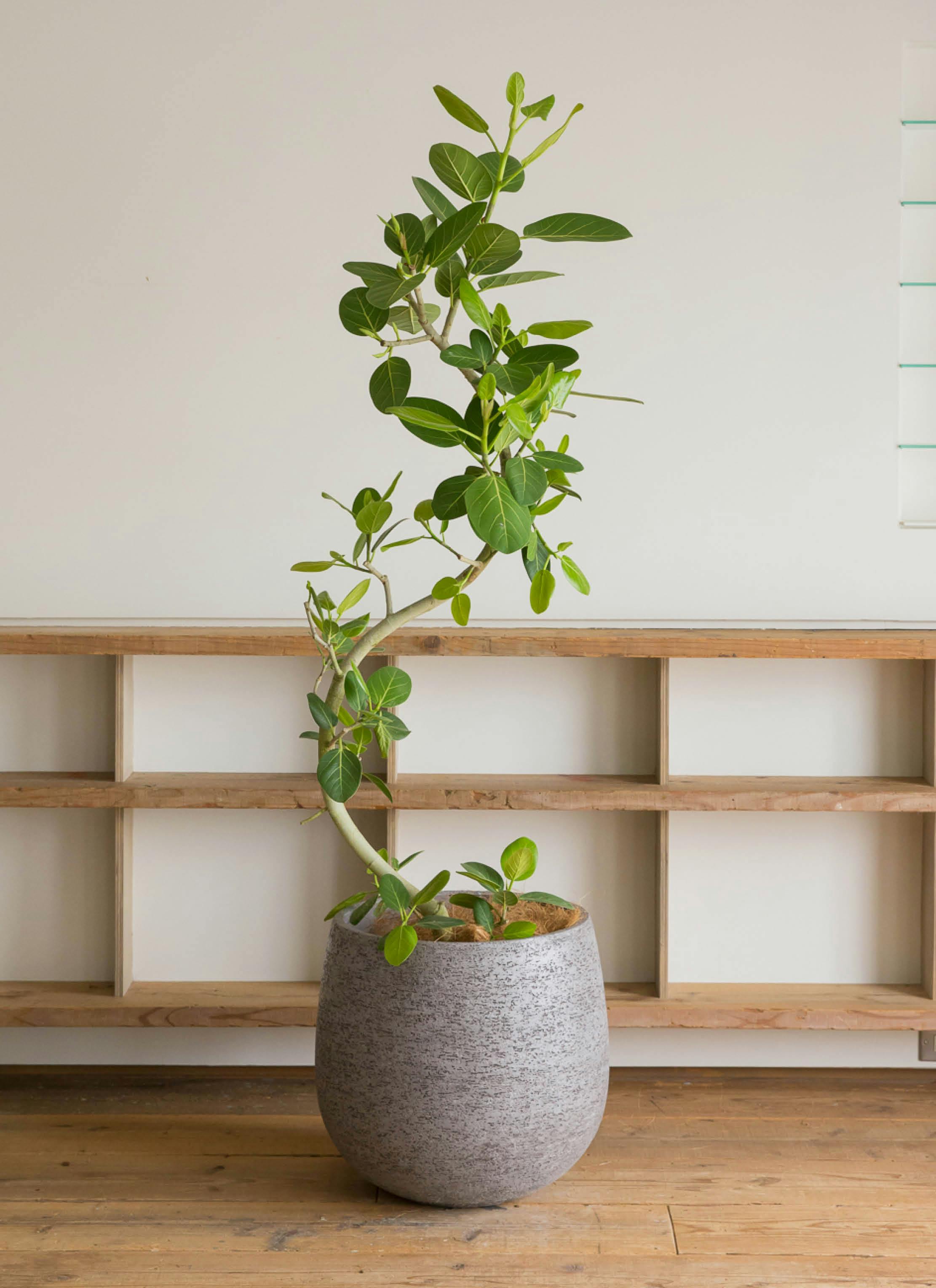 フィカス ベンガレンシス 曲がり | 観葉植物の通販ならHitoHana