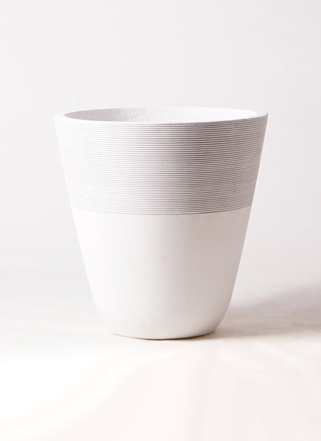 観葉植物 カポック（シェフレラ） 10号 斑入り ジュピター 白 付き