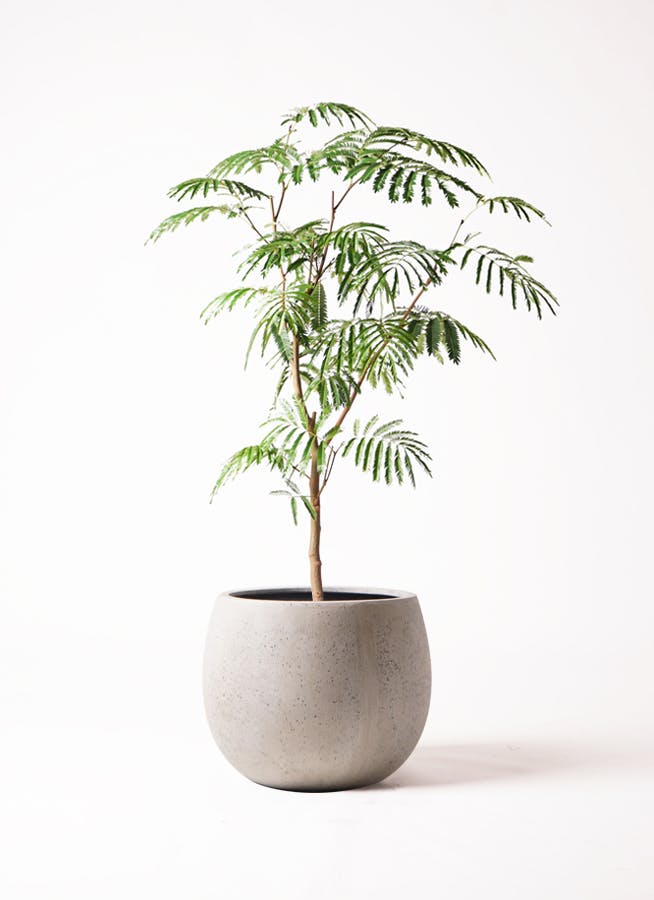 エバーフレッシュ 8号 | 観葉植物 | インテリアやギフトに - Hitohana