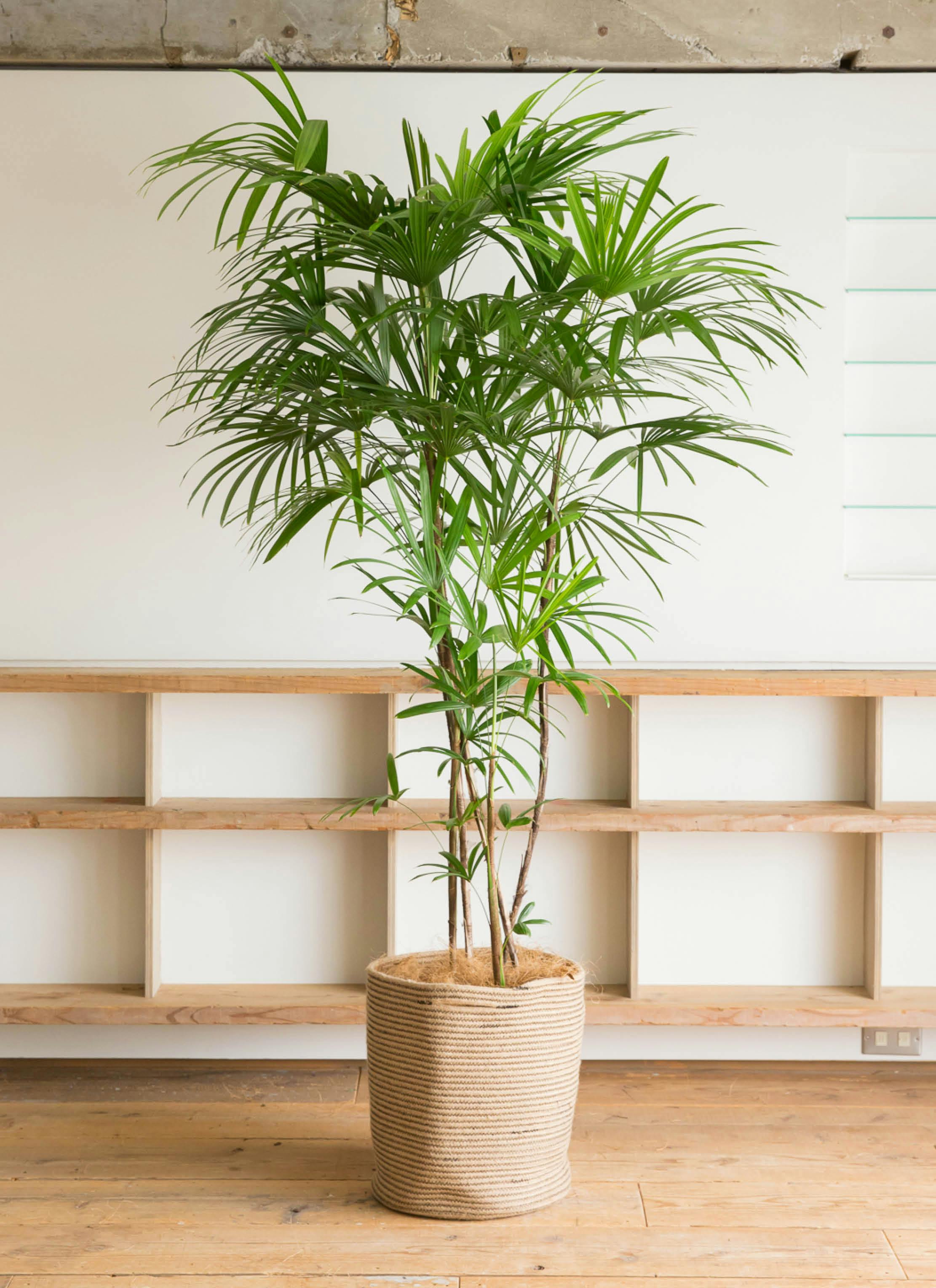 観葉植物 シュロチク（棕櫚竹） 10号 リブバスケットNatural 付き