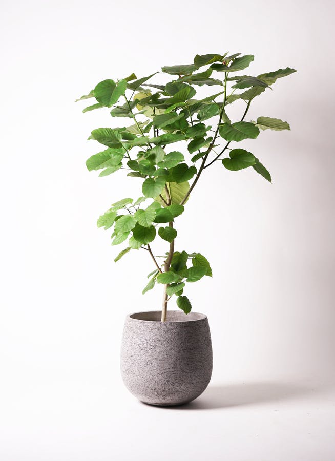 観葉植物 フィカス ウンベラータ 10号 ノーマル エコストーンGray 付き