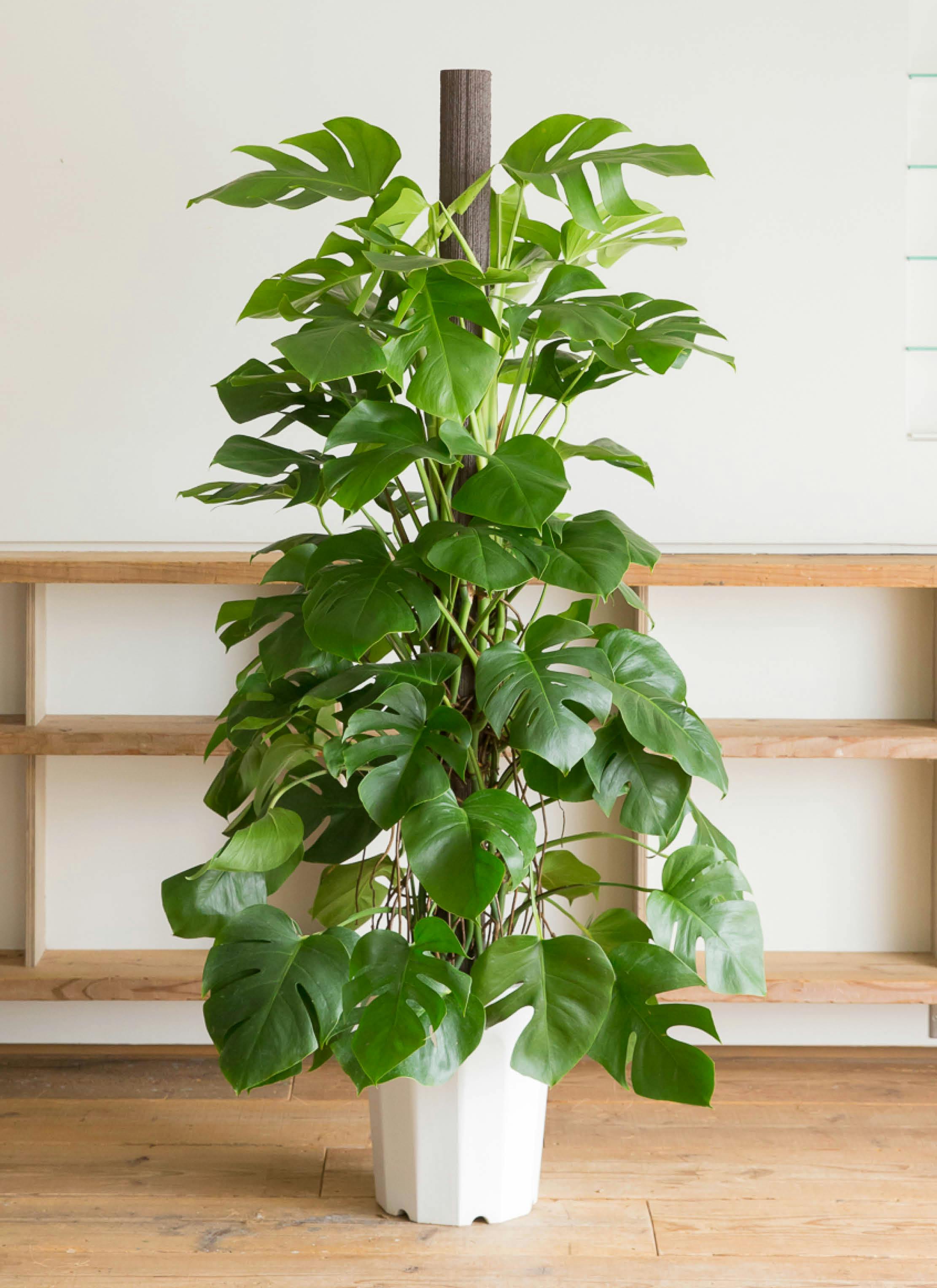 観葉植物 モンステラ 10号 ボサ造り プラスチック鉢 | 観葉植物なら