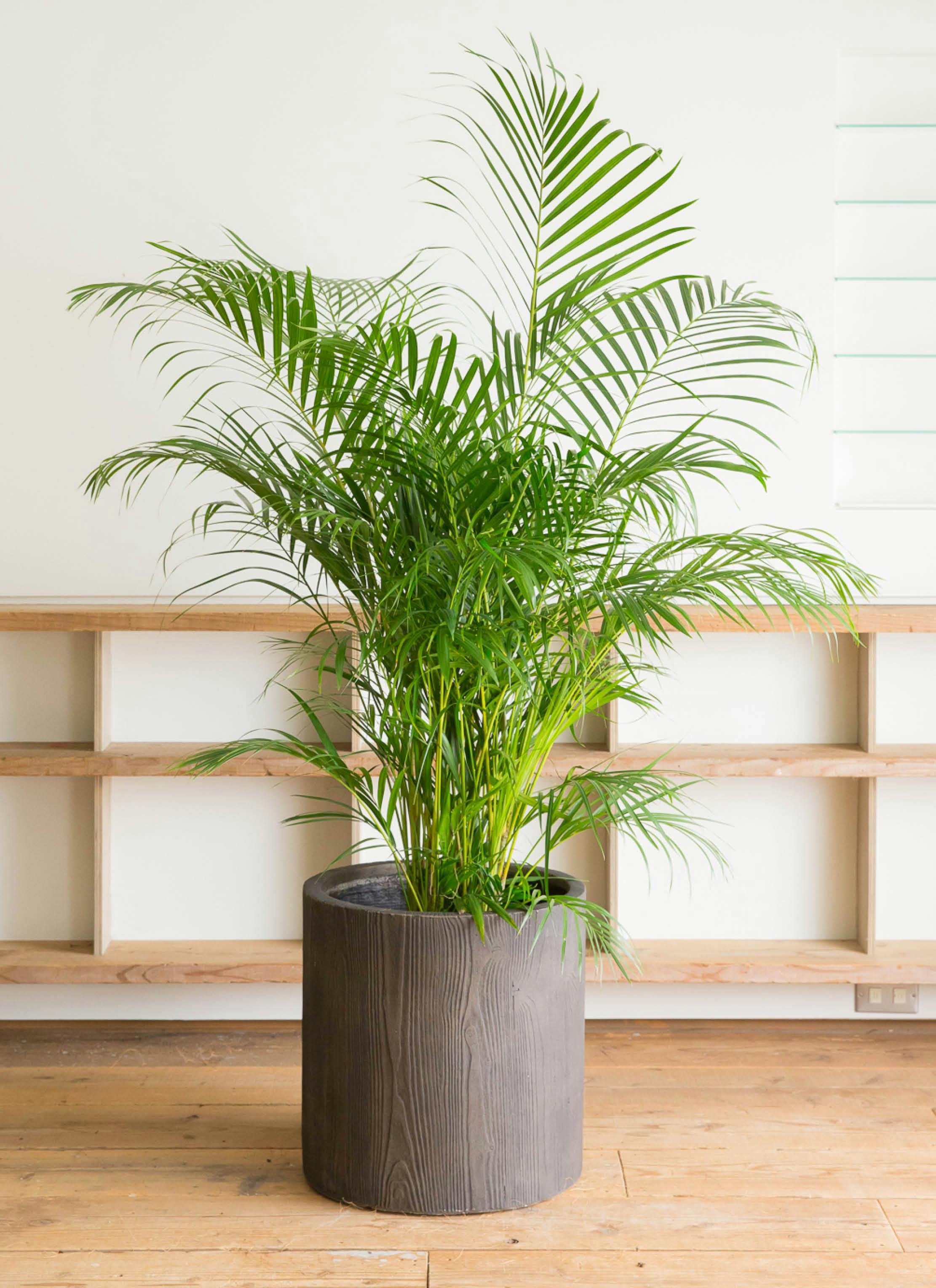 アレカヤシ 10号 | 観葉植物 | インテリアやギフトに - Hitohana（ひと