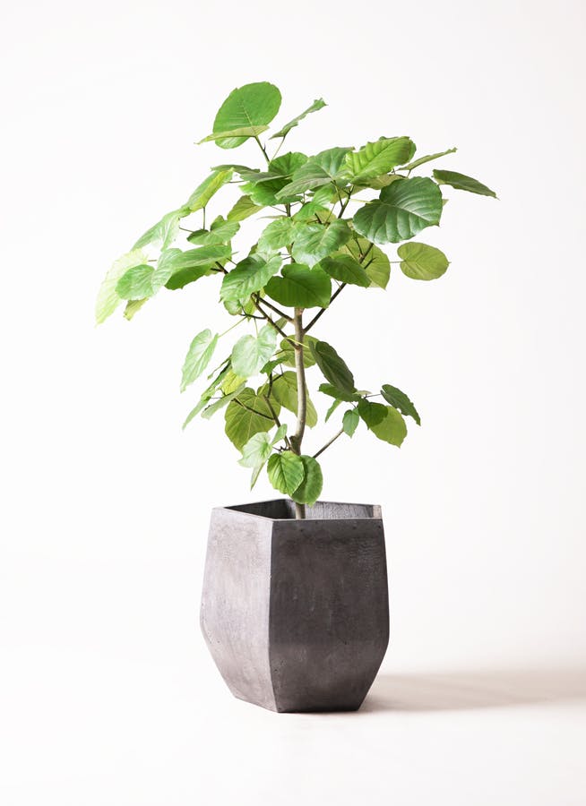 ウンベラータ 8号 | 観葉植物の通販ならHitoHana（ひとはな）