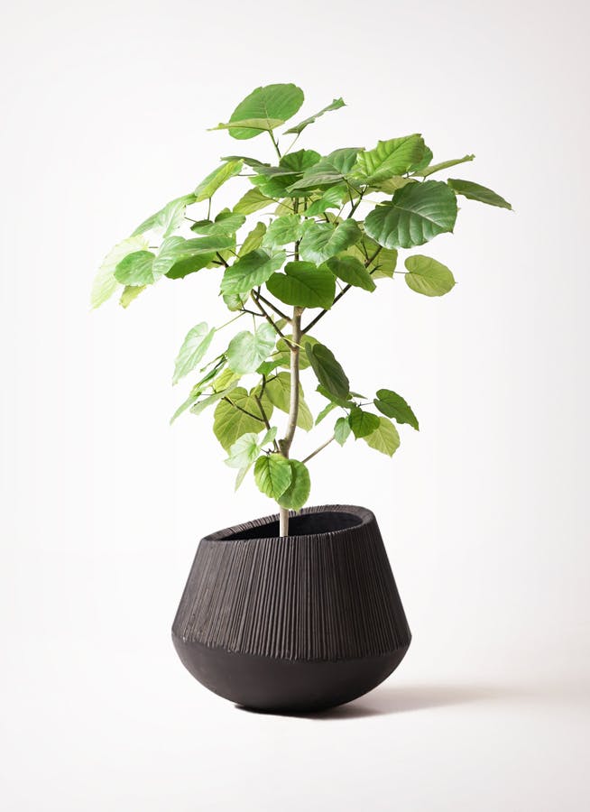 観葉植物 フィカス ウンベラータ 8号 ノーマル エディラウンド 黒 付き