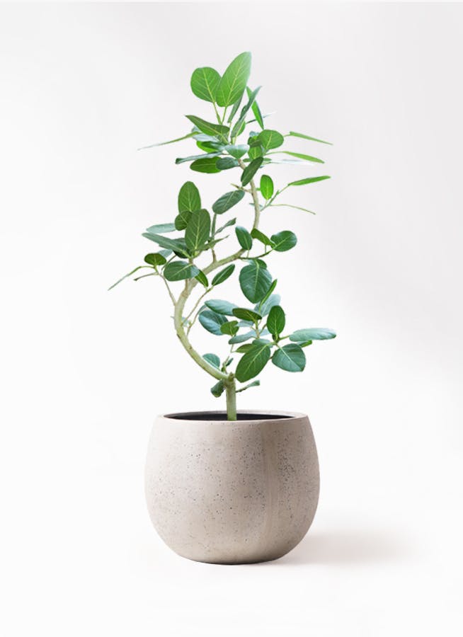 フィカス ベンガレンシス 8号 曲がり | 観葉植物通販 Hitohana（ひとはな）