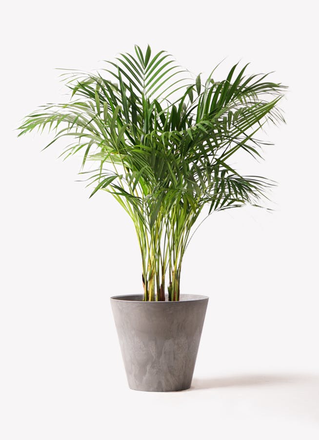 観葉植物 アレカヤシ 8号 アートストーン ラウンド グレー 付き | 観葉