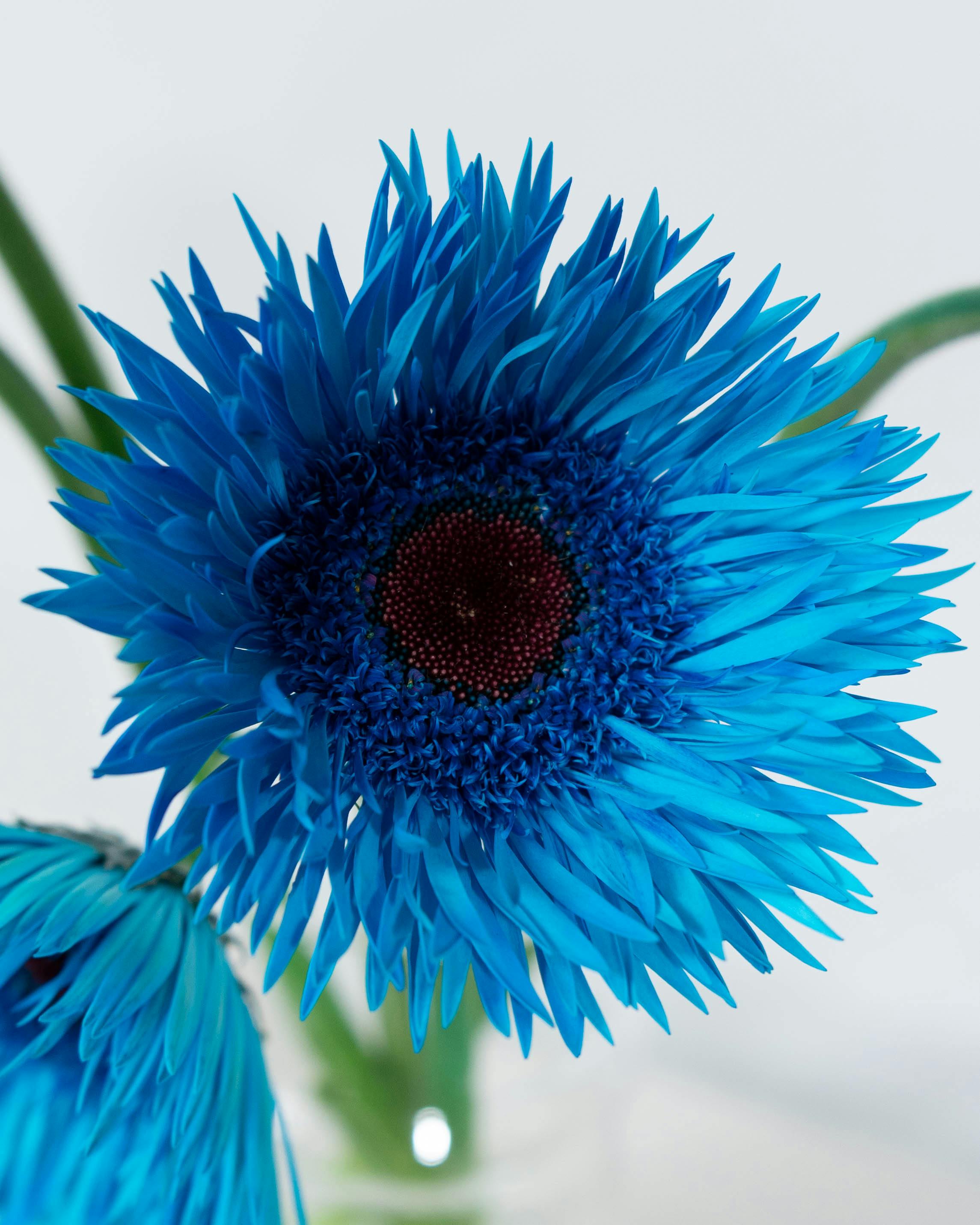 産地直送 ガーベラ 染めブルー ピーコックブルー 花束 （5本）／静岡