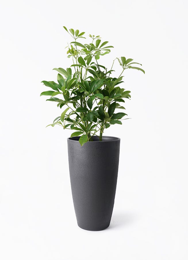 観葉植物 カポック（シェフレラ） 5号 ノーマル フォレスト トール