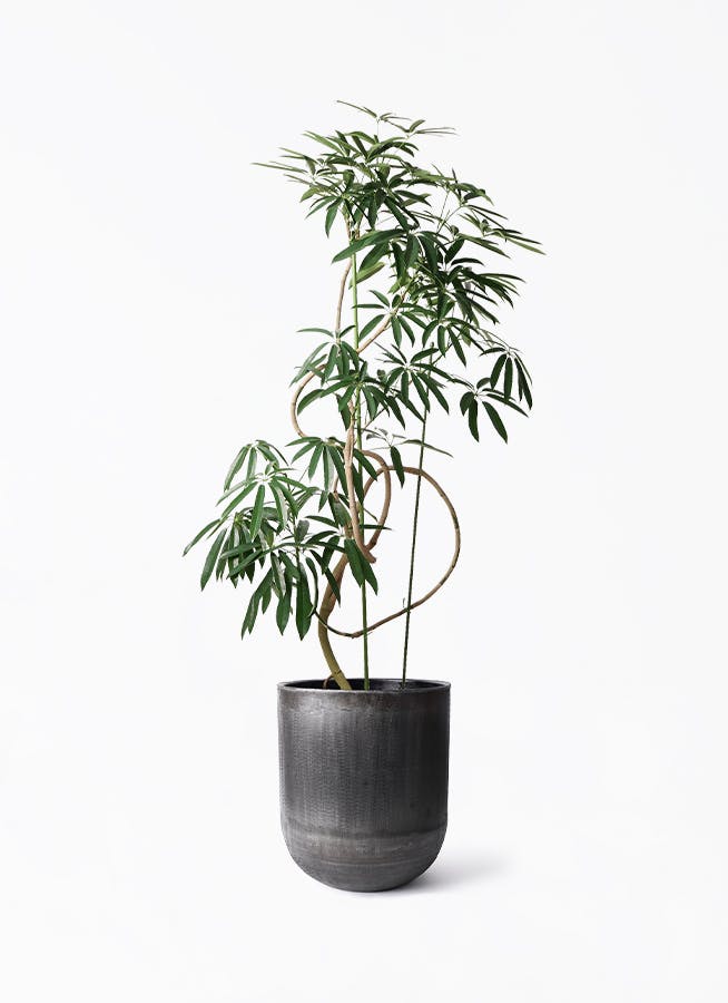 観葉植物 シェフレラ アンガスティフォリア 10号 曲り アンワール