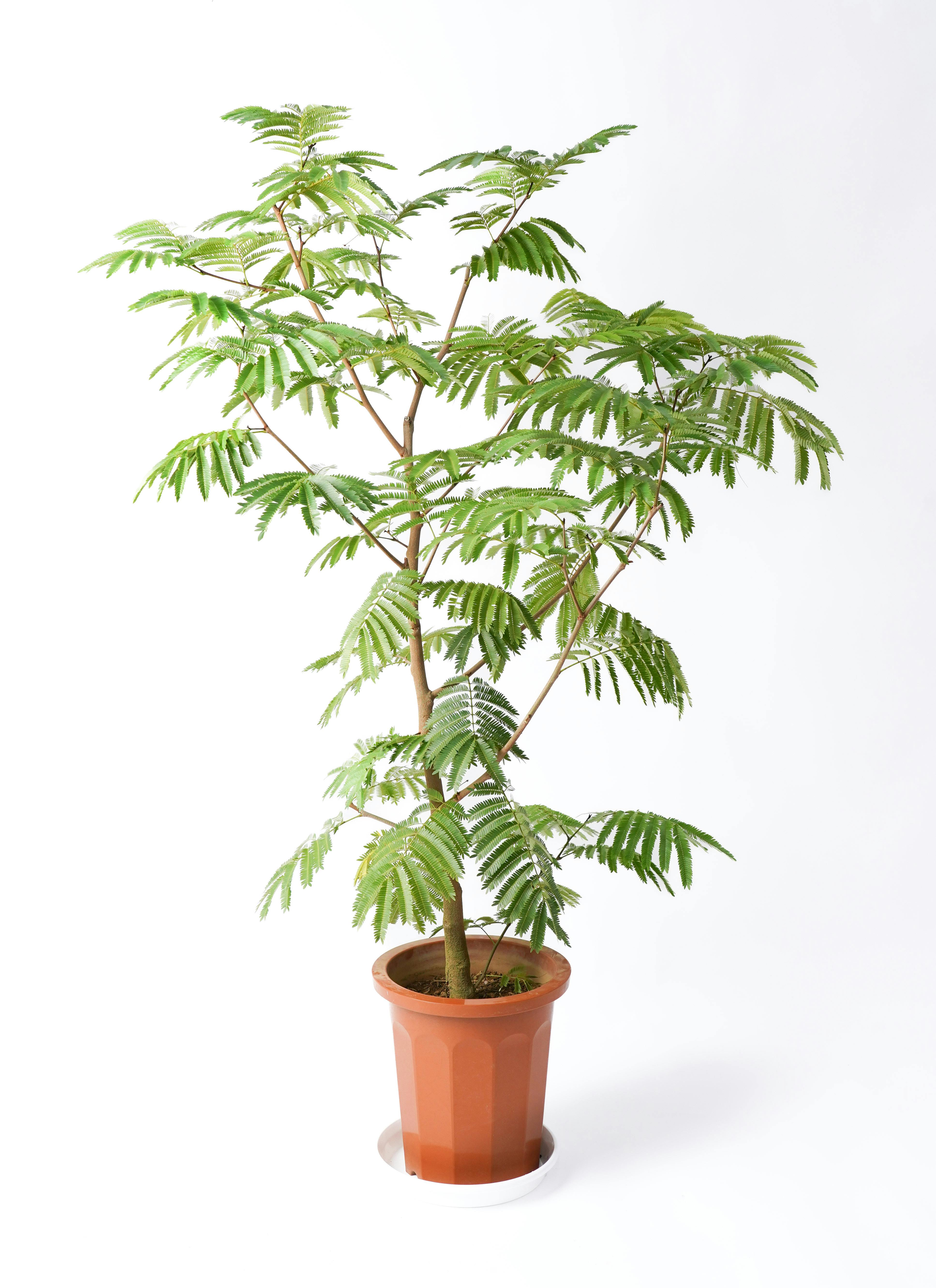 観葉植物 エバーフレッシュ 10号 ボサ造り プラスチック鉢 | 観葉植物