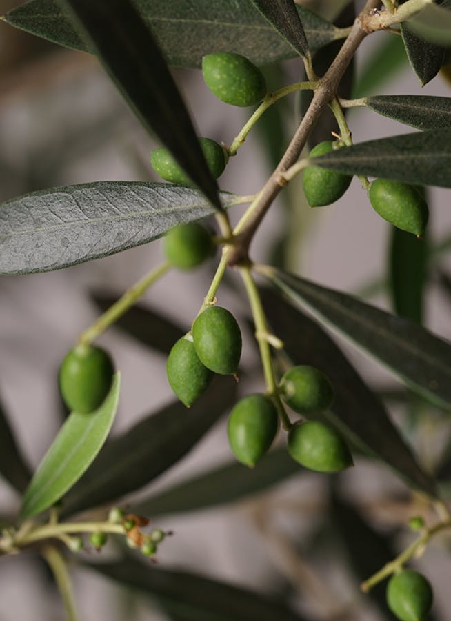 観葉植物 オリーブの木 10号 ピクアル ビトロ エンデカ マット白釉