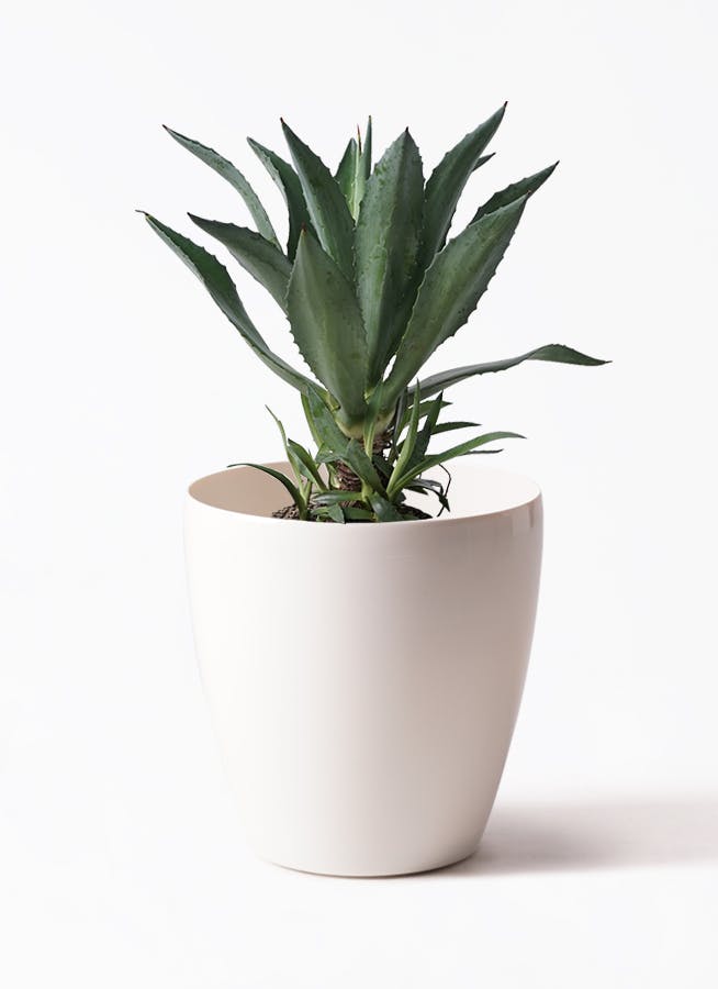 アガベ 8号 | 観葉植物 | インテリアやギフトに - Hitohana（ひとはな）