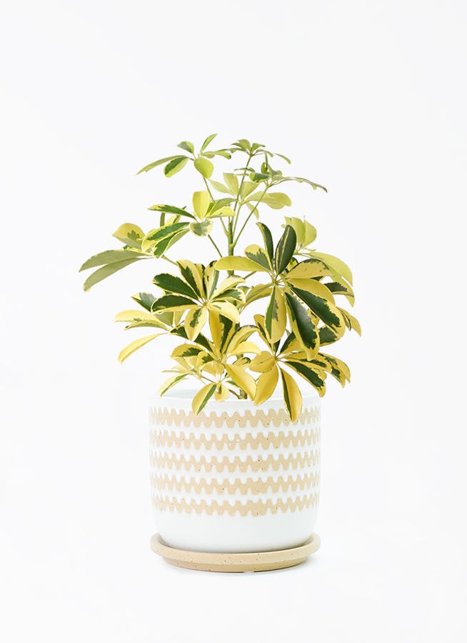 観葉植物 カポック（シェフレラ） 4号 斑入り インナ 15 W グリーン