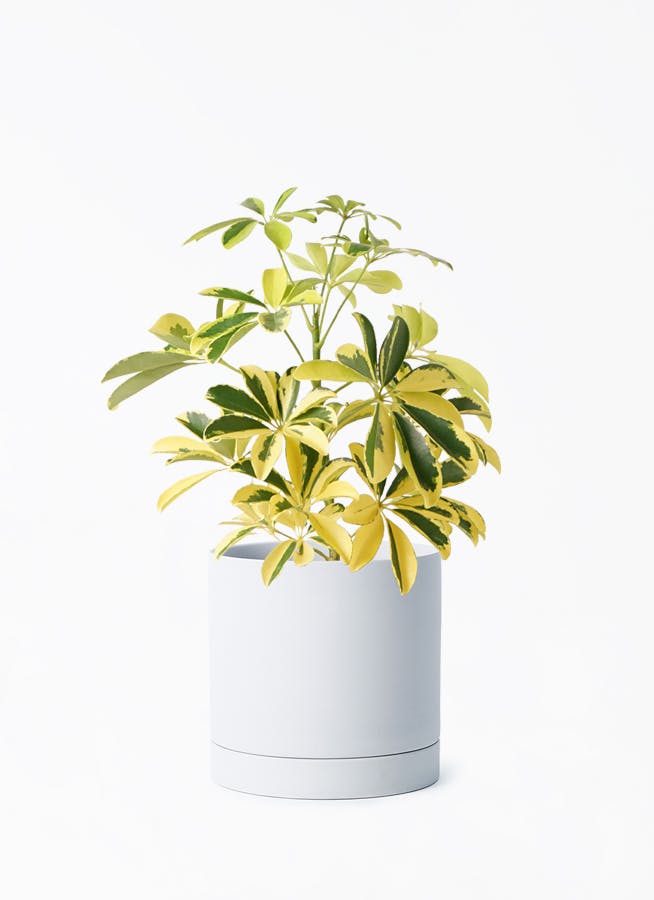 観葉植物 カポック（シェフレラ） 4号 斑入り ルーツ 15 H グレー 付き