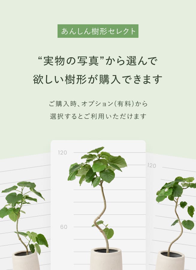 観葉植物 エバーフレッシュ 6号 プラスチック鉢 | 観葉植物なら
