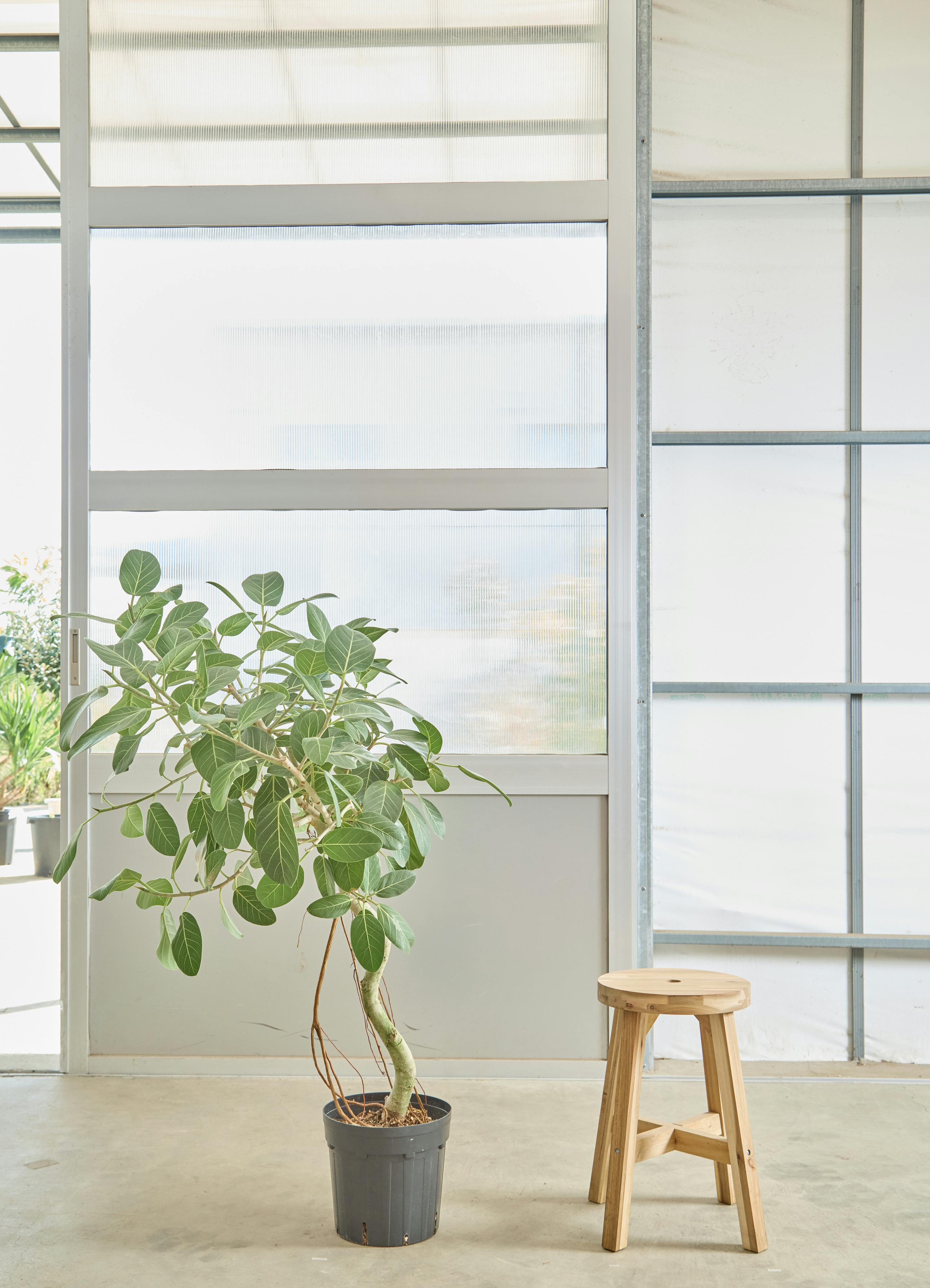 フィカス ベンガレンシス 8号 曲がり | 観葉植物通販 Hitohana（ひとはな）