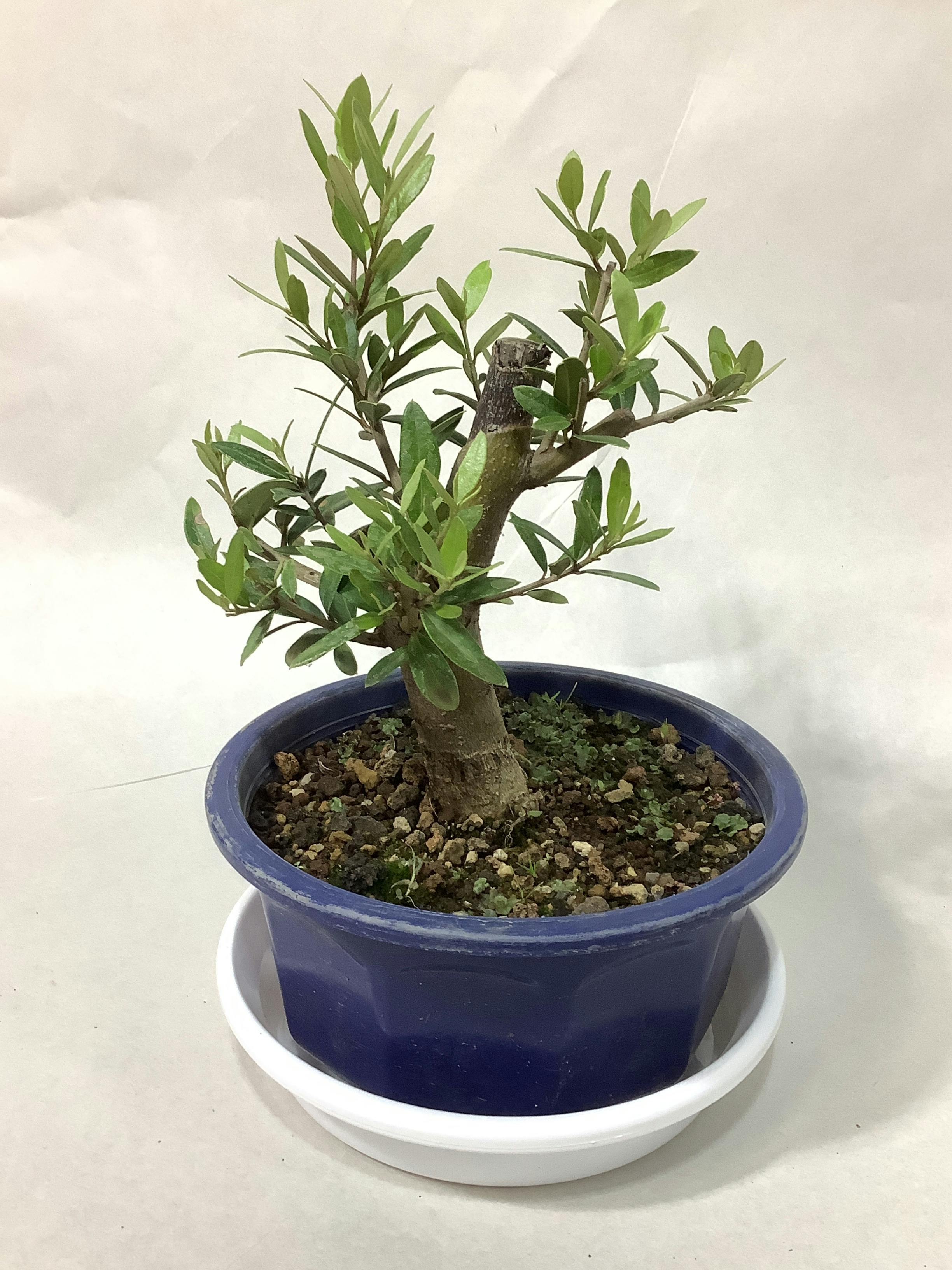 オリーブの木 ピザボード つぎはぎの人生 約φ32.5cm ピザボード」の