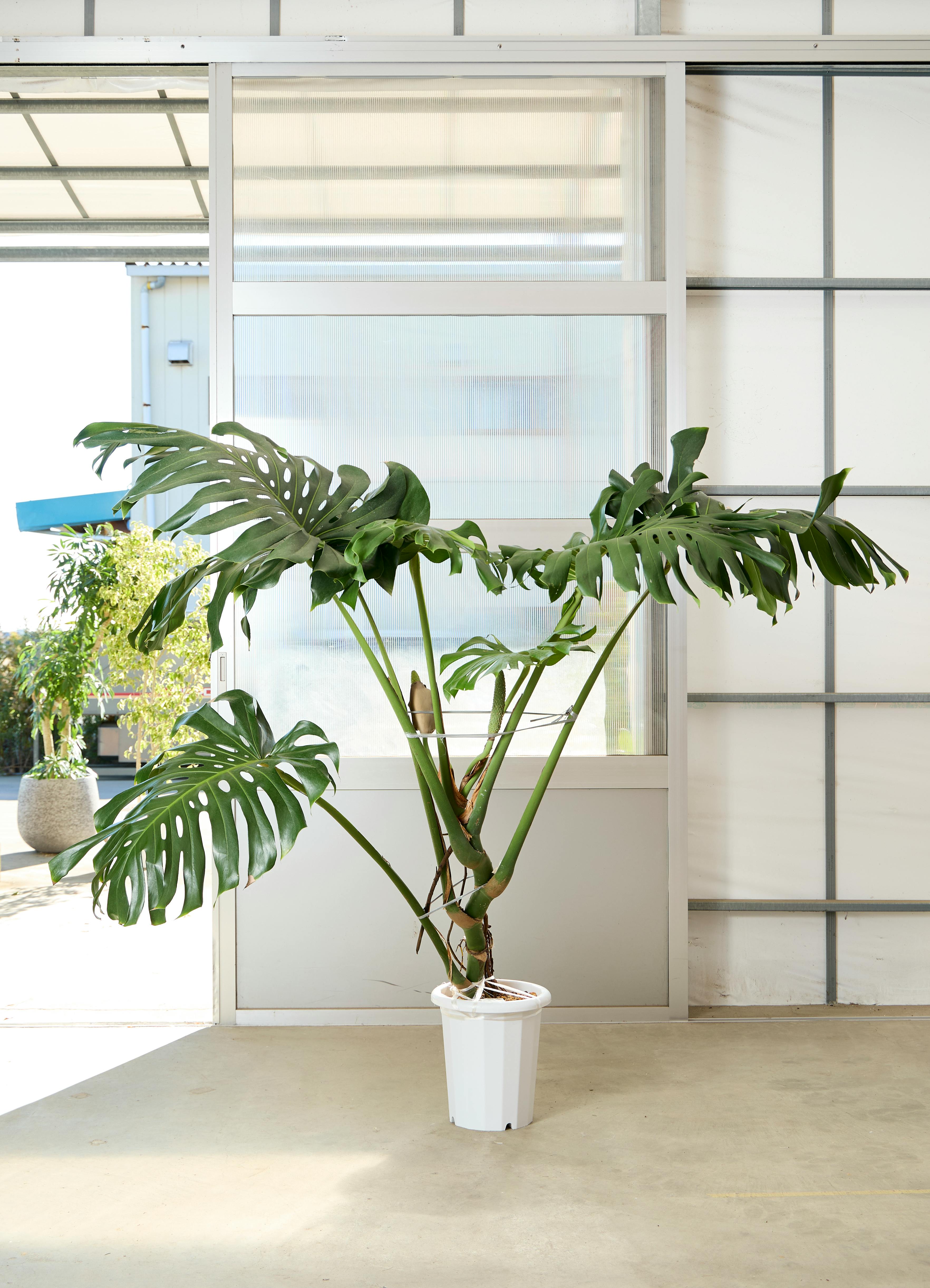 観葉植物 モンステラ【180cm】10号 幹立ち プラスチック鉢 #69644 ※1都