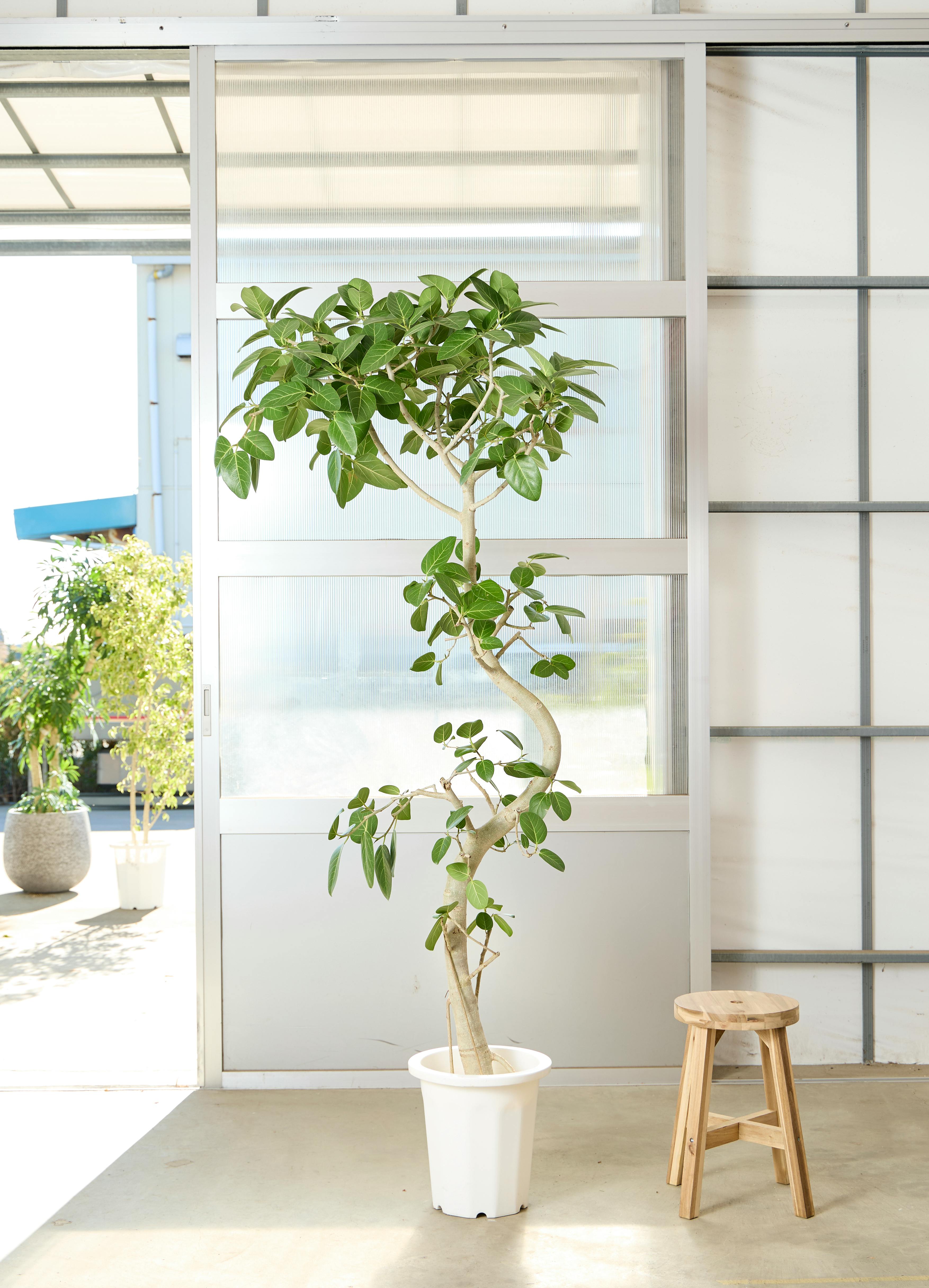 フィカス ベンガレンシス 10号 曲がり | HitoHana（ひとはな）