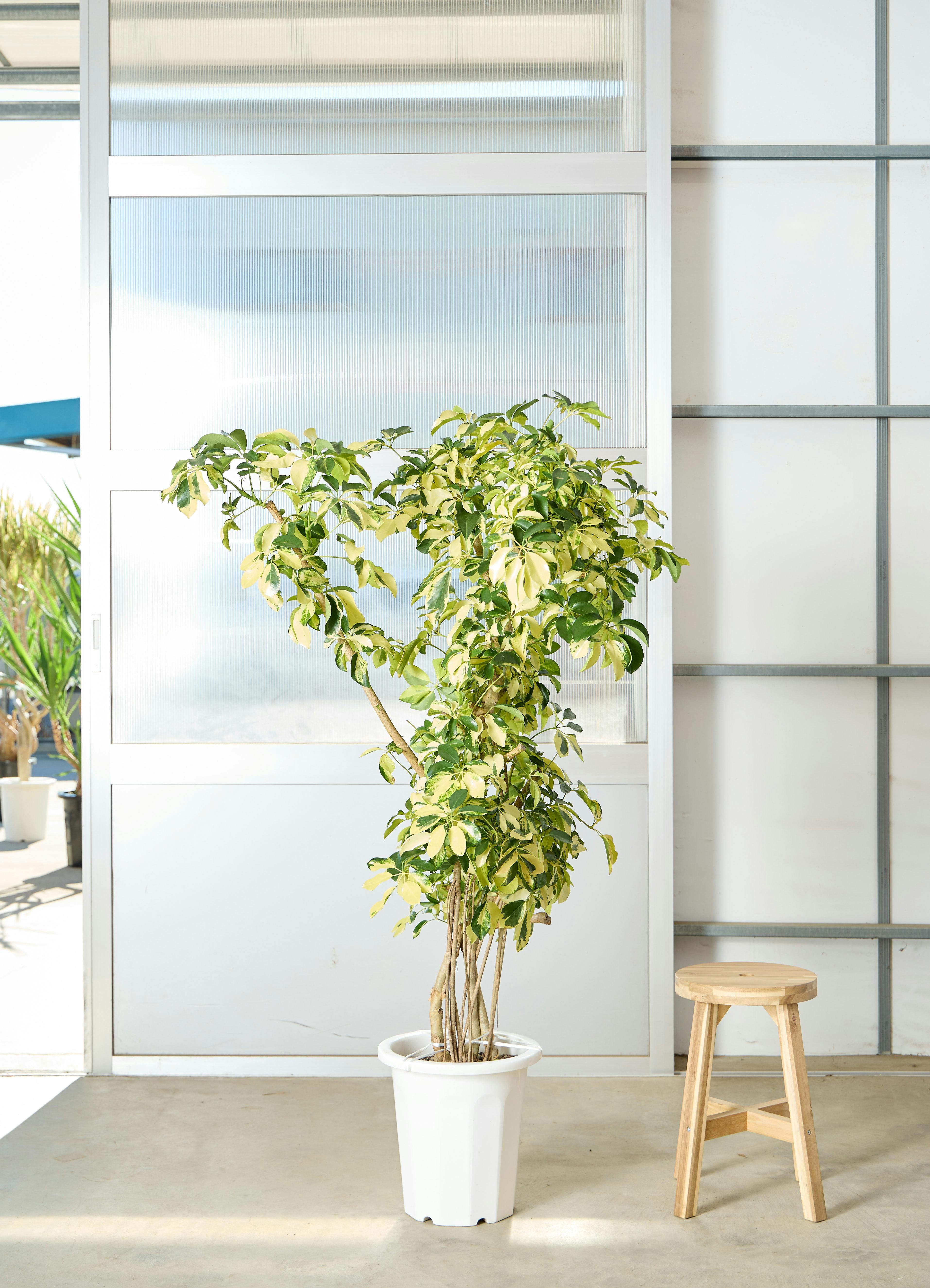 カポック（シェフレラ） 10号 | 観葉植物 | インテリアやギフトに