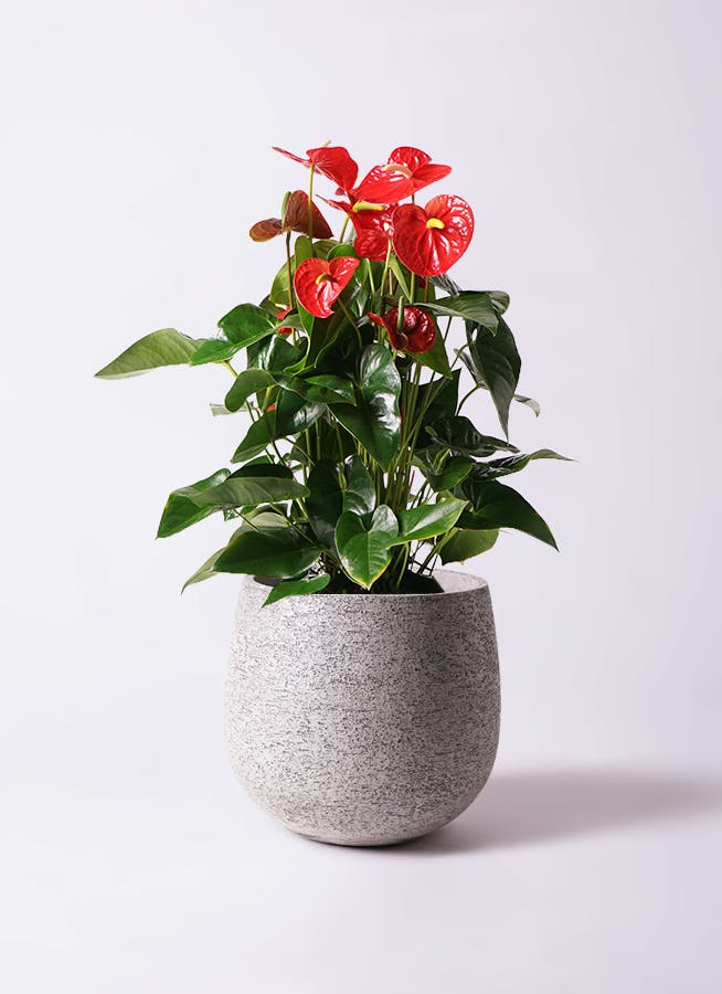 アンスリウム 10号 | 観葉植物通販HitoHana(ひとはな)