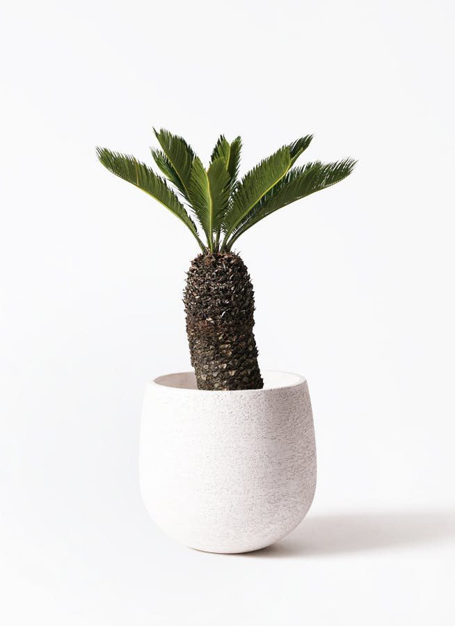 ソテツ | 観葉植物の通販ならHitoHana（ひとはな）