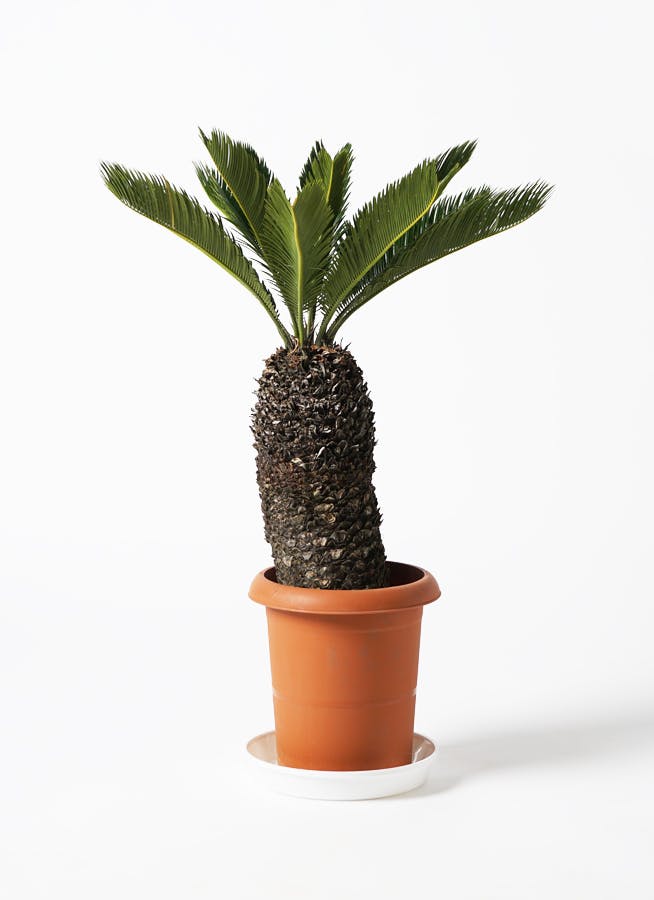 ソテツ 8号 | 観葉植物 | インテリアやギフトに - Hitohana（ひとはな）