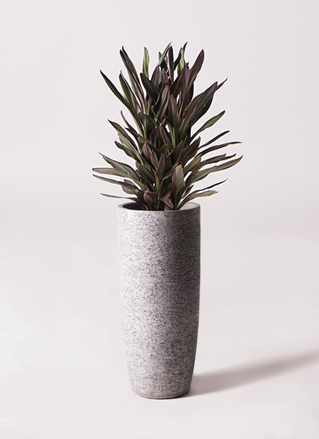 コルディリネ (コルジリネ) サンゴ | 観葉植物通販HitoHana(ひとはな)