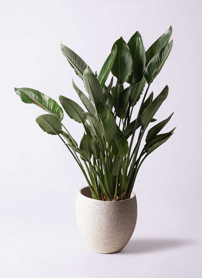 ストレチア レギネ 10号 | 観葉植物 | インテリアやギフトに