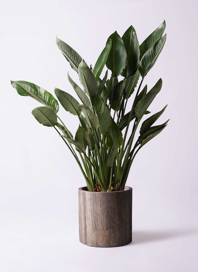 ストレチア レギネ 10号 | 観葉植物 | インテリアやギフトに