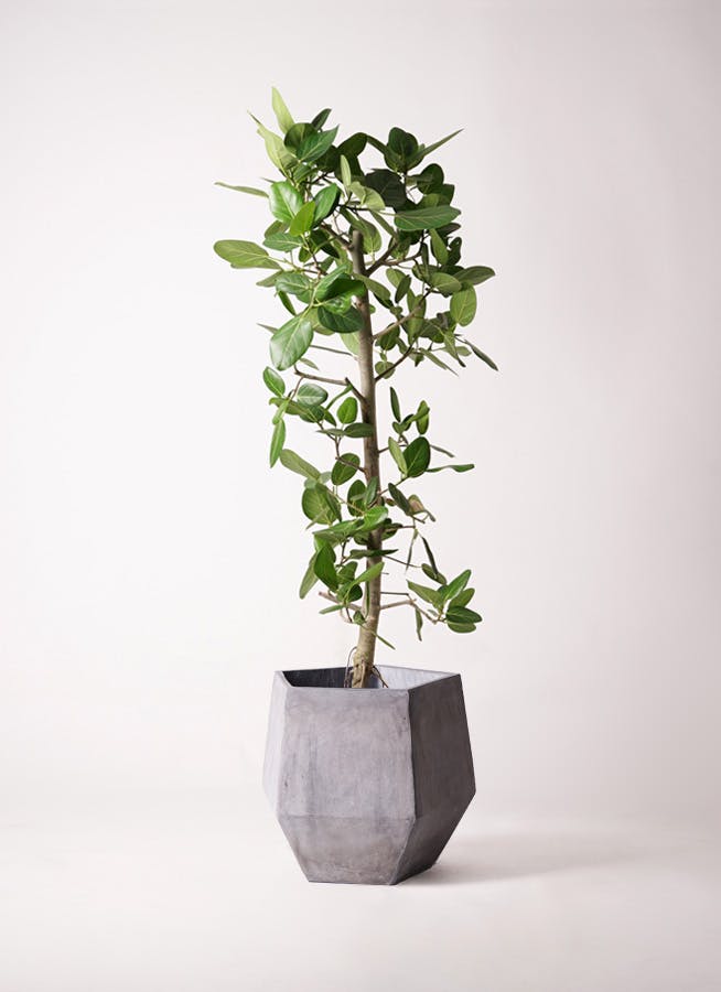 フィカス ベンガレンシス 10号 | 観葉植物通販 Hitohana（ひとはな）