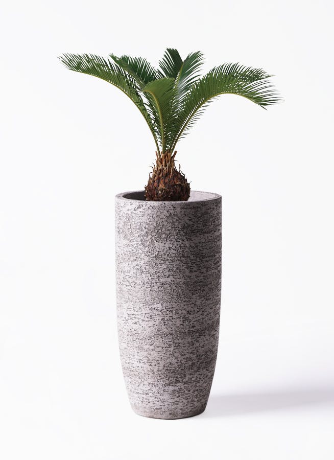 ソテツを価格(値段別)に選ぶ | HitoHana（ひとはな）