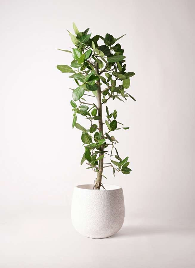 フィカス ベンガレンシス 10号 | 観葉植物通販 Hitohana（ひとはな）
