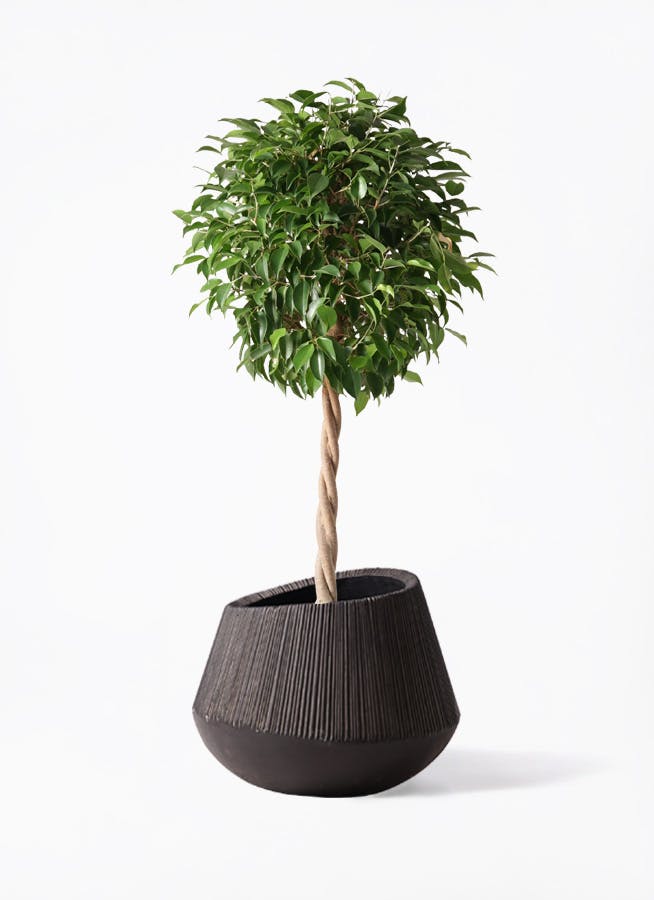 観葉植物 フィカス ベンジャミン 8号 玉造りエディラウンド 黒 付き