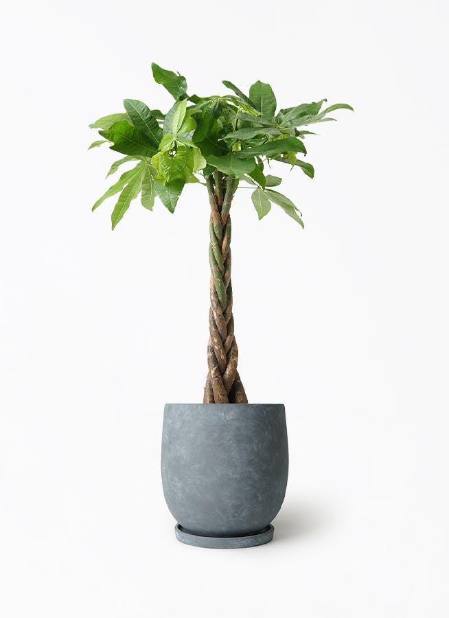 パキラ ねじり | 観葉植物の通販ならHitoHana（ひとはな）