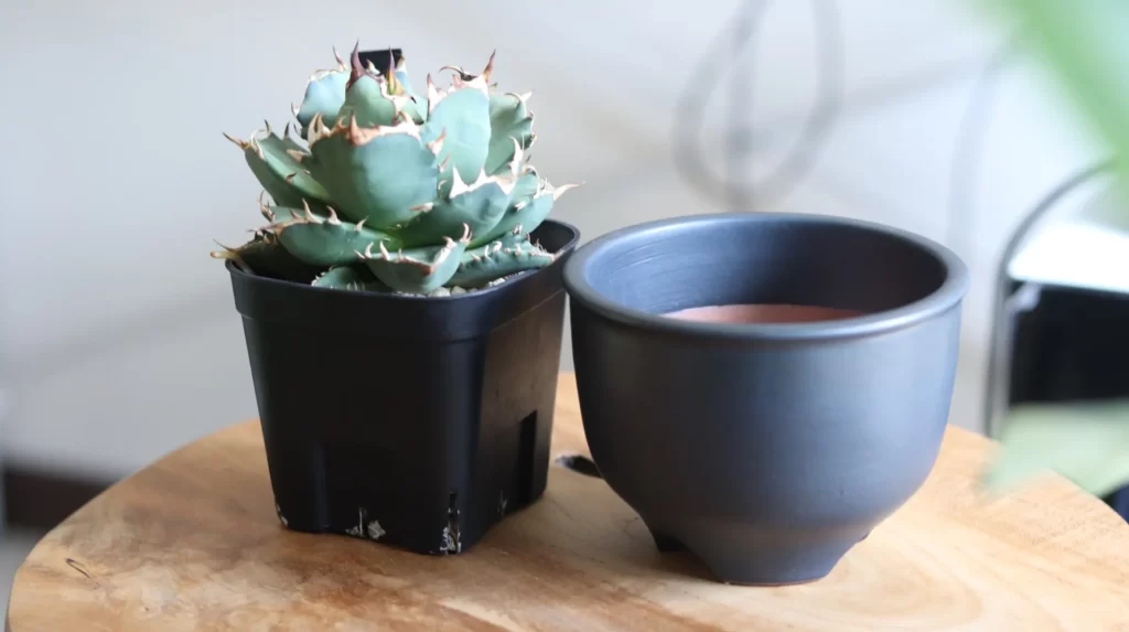 アガベ・塊根植物には「伝市鉢」が相性抜群！おすすめの理由とアガベを