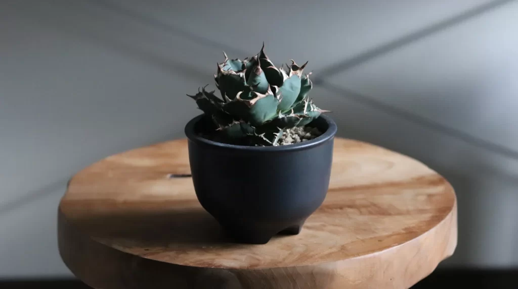 アガベ・塊根植物には「伝市鉢」が相性抜群！おすすめの理由とアガベを