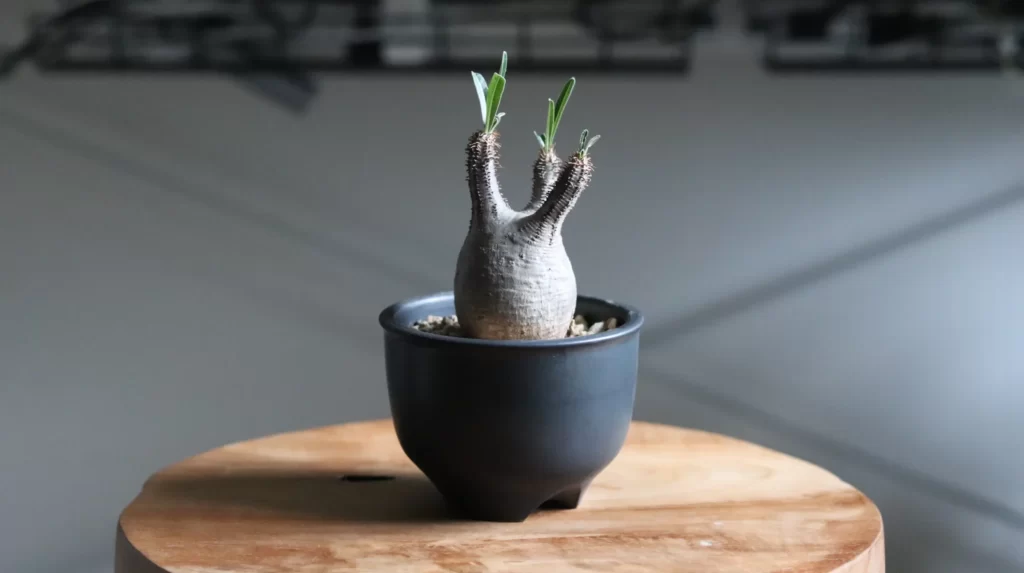 アガベ・塊根植物には「伝市鉢」が相性抜群！おすすめの理由とアガベを