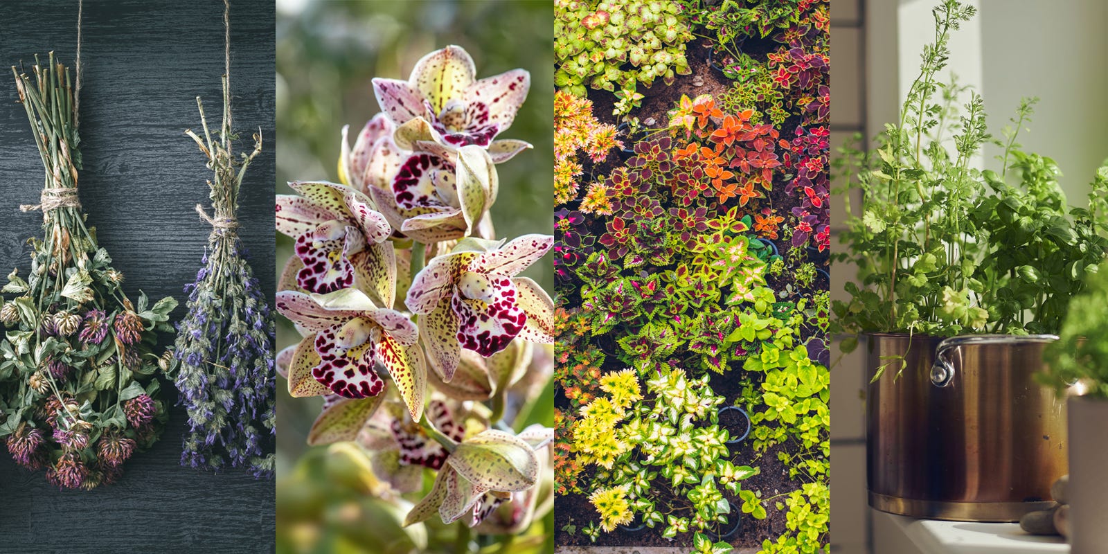 王立園芸協会に聞く、2023年に注目すべき9つのガーデニングトレンド