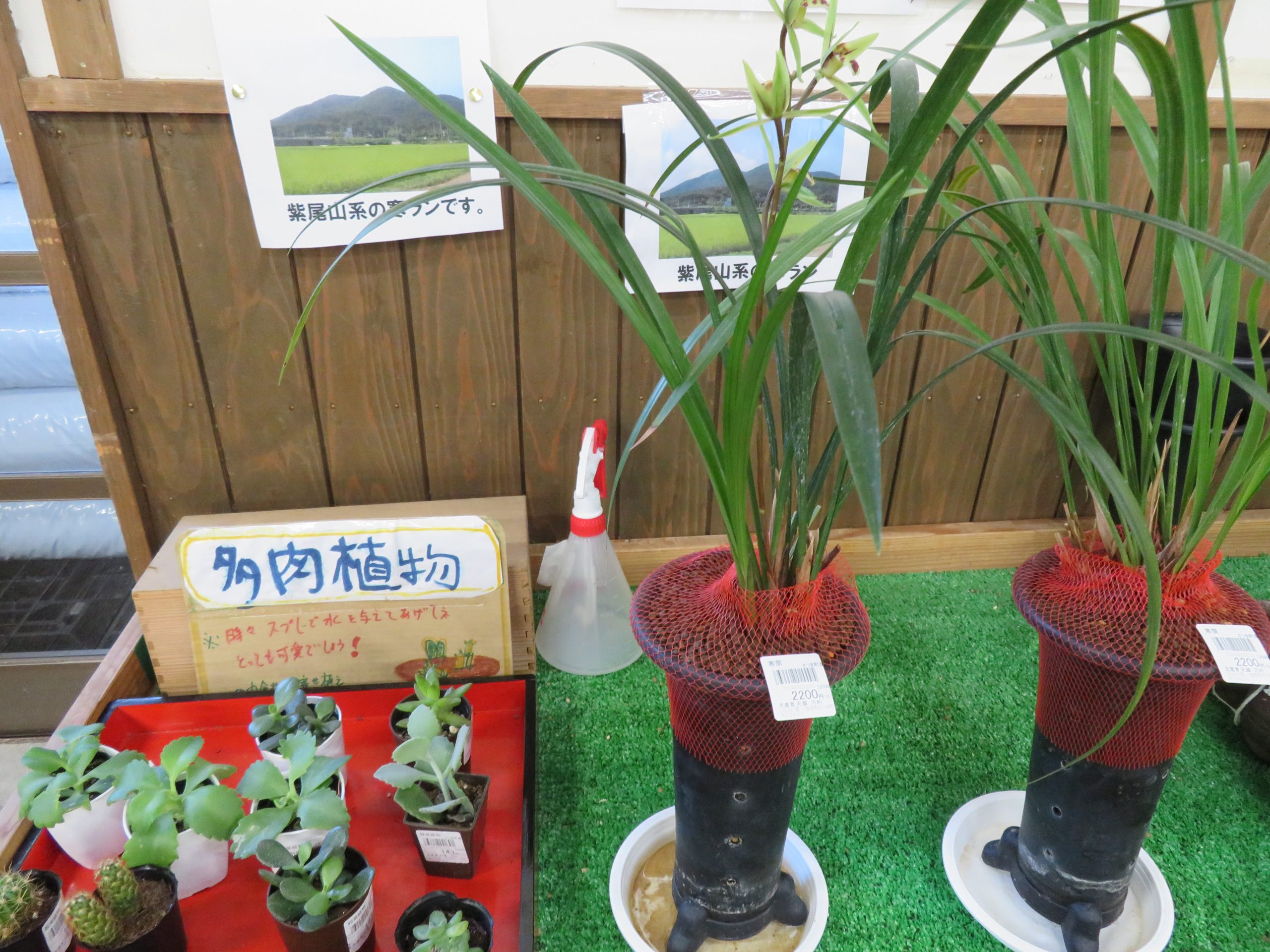 紫尾山系の寒蘭が新しく入荷しました | 物産館 ひらかわ屋