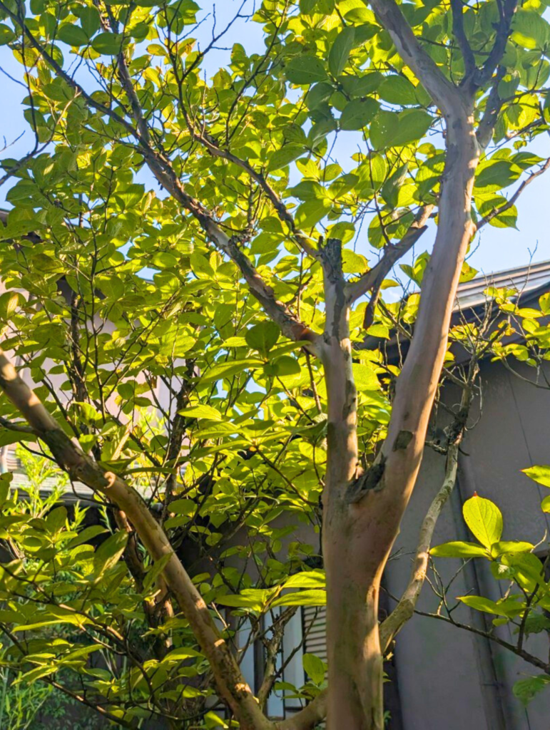 シャラの木（夏椿） – 有限会社廣瀬造園│千葉県香取市