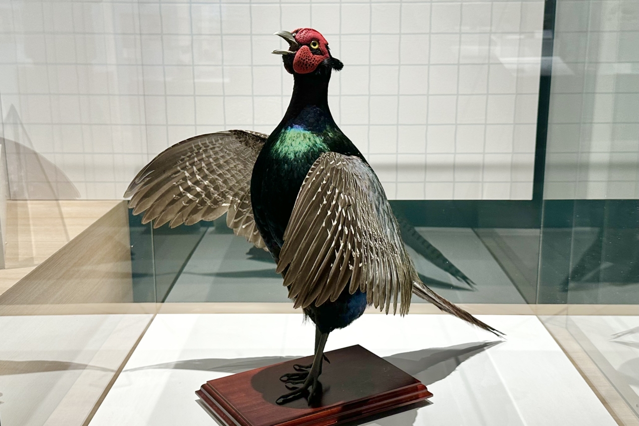 国立科学博物館】特別展「鳥」取材レポート。600点以上の標本が大集合