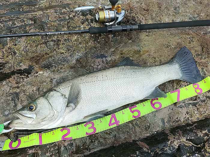 ツーリミット103マルチのインプレ「クセが強い人が作った、クセが弱い