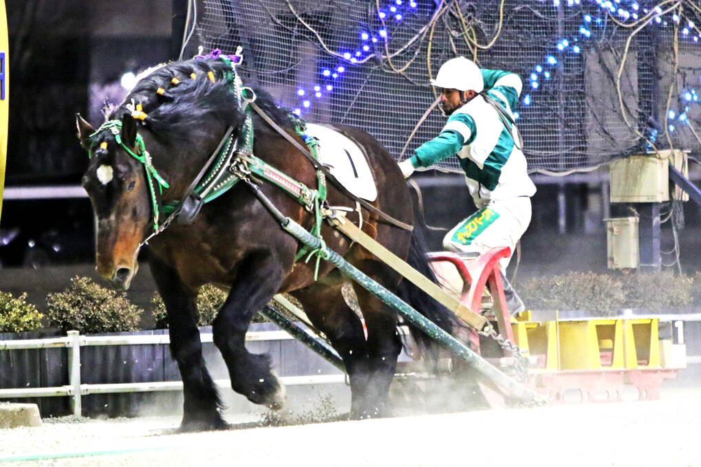 ばんえい競馬】村上章騎手が1000勝達成 - UMATOKU | 馬トク