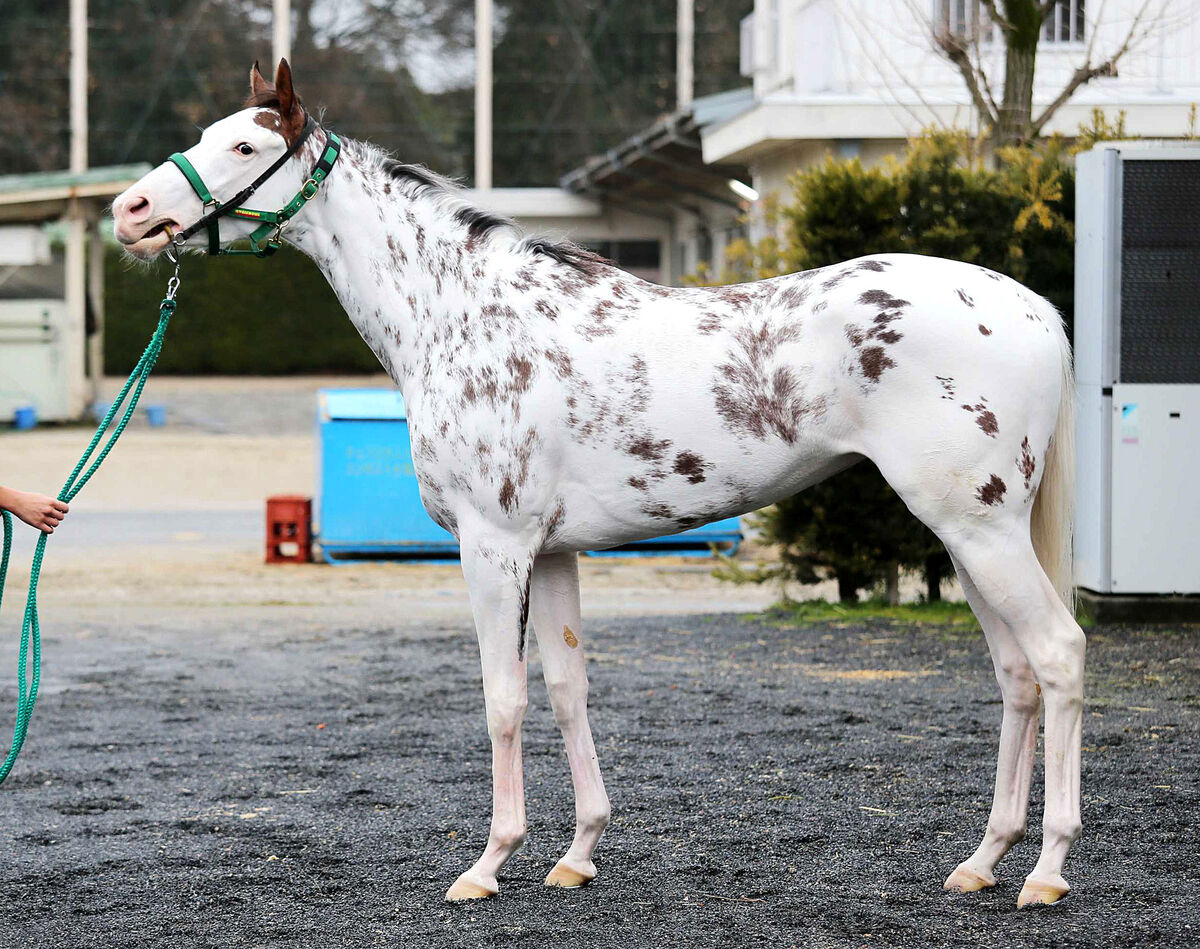 秋華賞】ソダシの母、ブチコも描いた驚異の成長曲線 - スポーツ報知